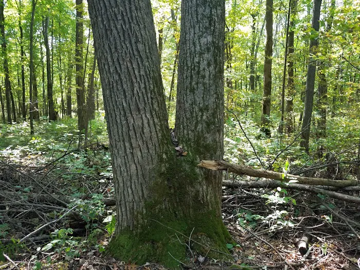 St. Croix Falls Dog Park 5