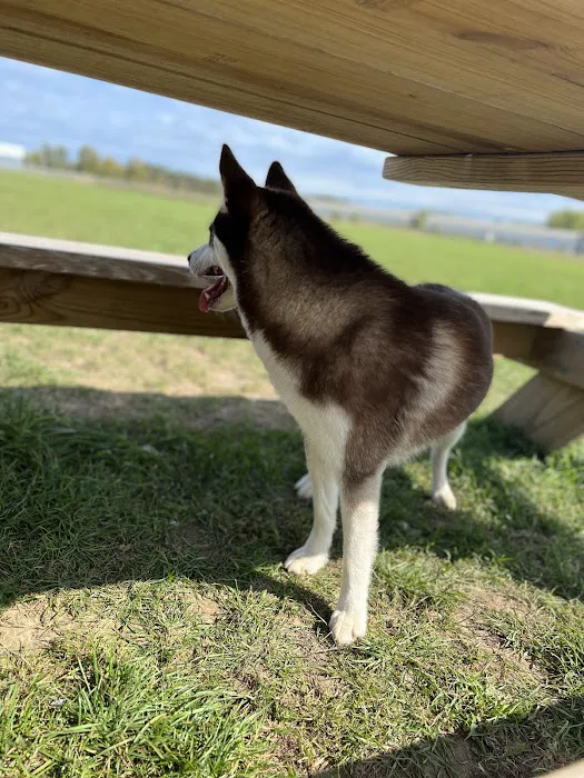Amery Dog Park 2