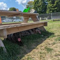 Amery Dog Park ico