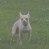 Saint Peter Dog Park ico