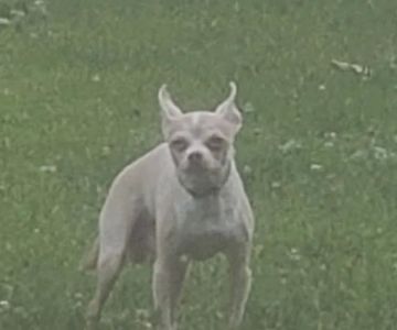 Saint Peter Dog Park