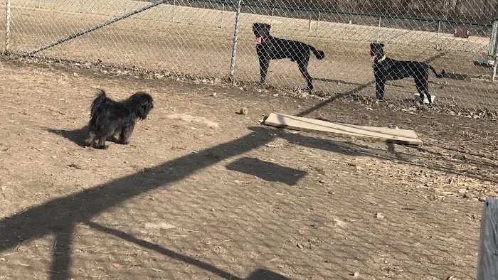 Saint Peter Dog Park 2