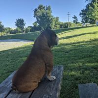 Lake Chase Dog Park ico