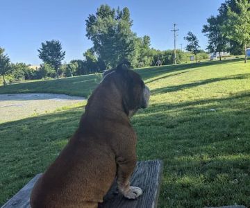 Lake Chase Dog Park