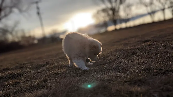 Lake Chase Dog Park 3
