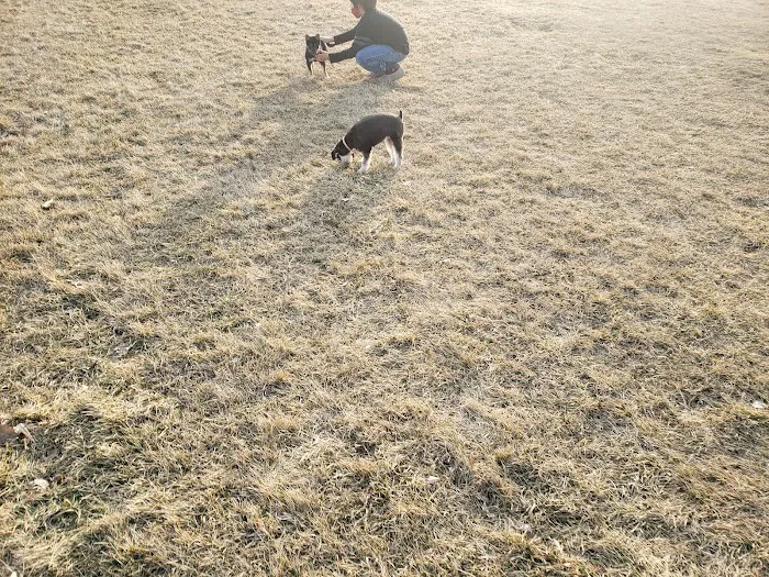 Lake Crystal Dog Park 8