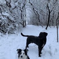Battle Creek Dog Park ico