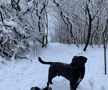 Battle Creek Dog Park