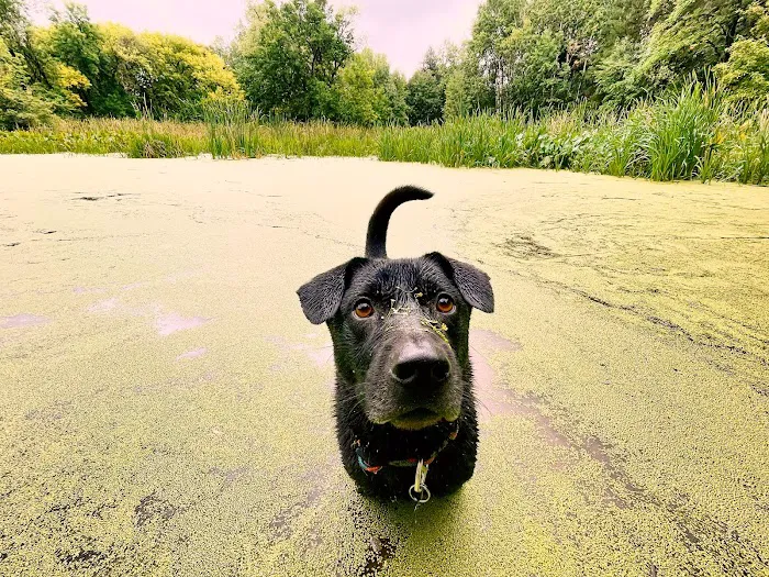 Battle Creek Dog Park 8