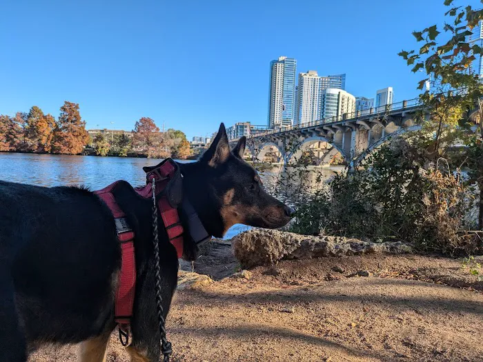 Auditorium Shores Dog Park 3