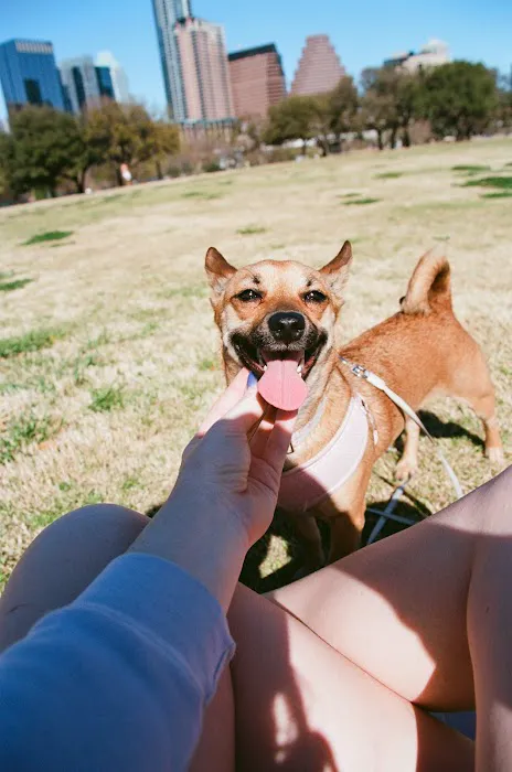 Auditorium Shores Dog Park 4