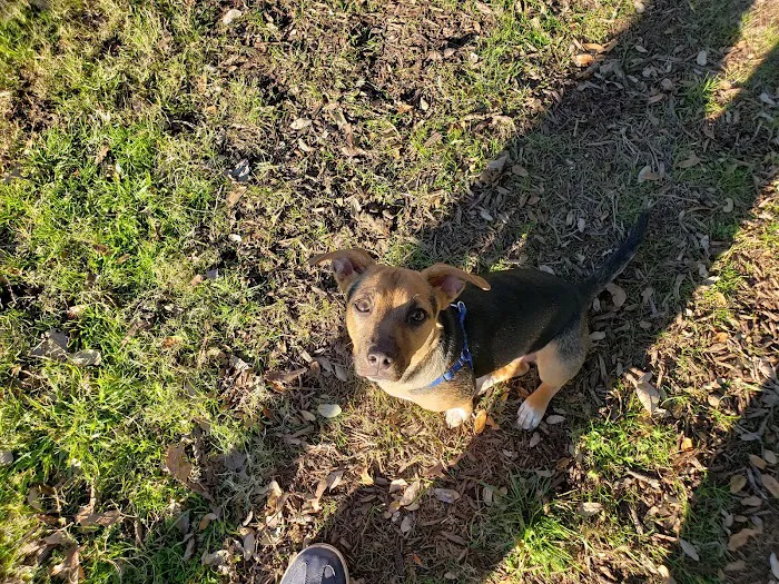 Auditorium Shores Dog Park 2