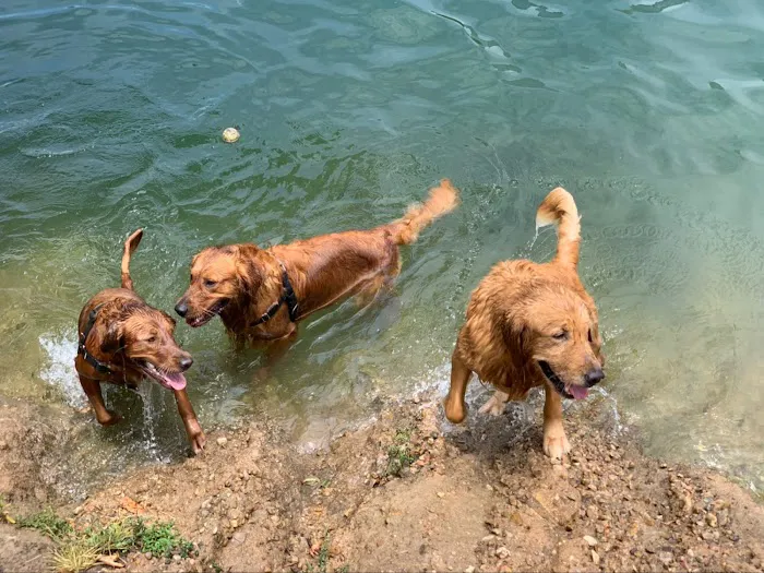 Auditorium Shores Dog Park 10