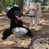 West Austin Neighborhood Dog Park ico