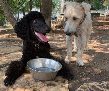 West Austin Neighborhood Dog Park