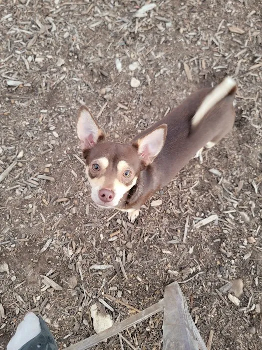 Norwood Estate Dog Park on E. Riverside 4