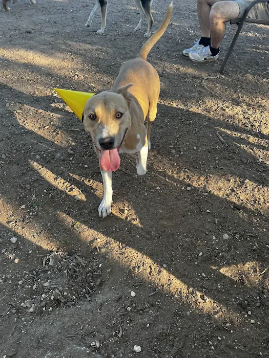 Norwood Estate Dog Park on E. Riverside 8
