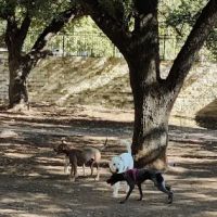 Hancock Dog Park ico