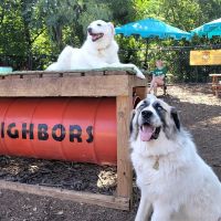 Neighbors Dog Park & Cafe ico