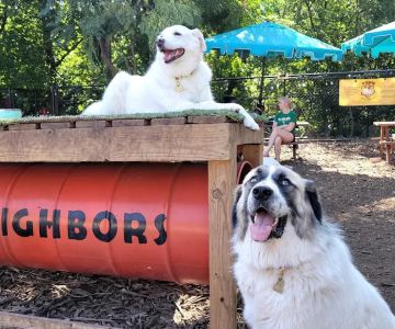 Neighbors Dog Park & Cafe