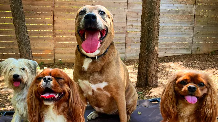Neighbors Dog Park & Cafe 2