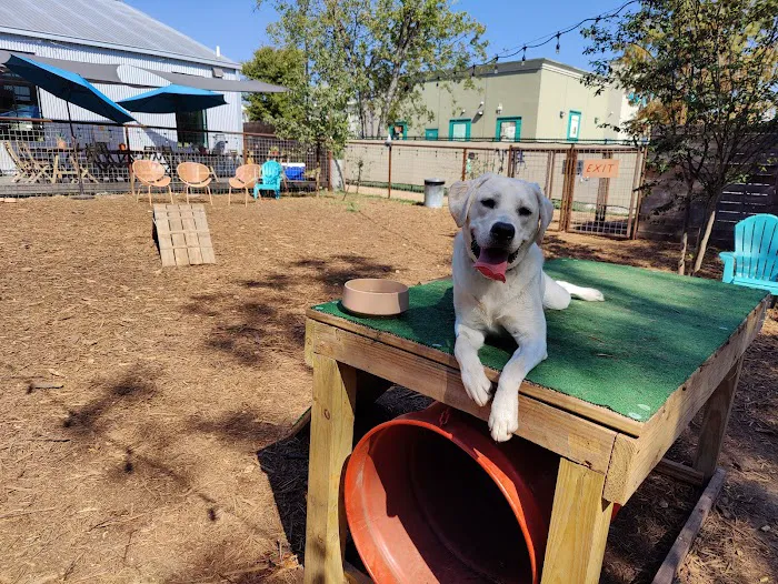 Neighbors Dog Park & Cafe 7