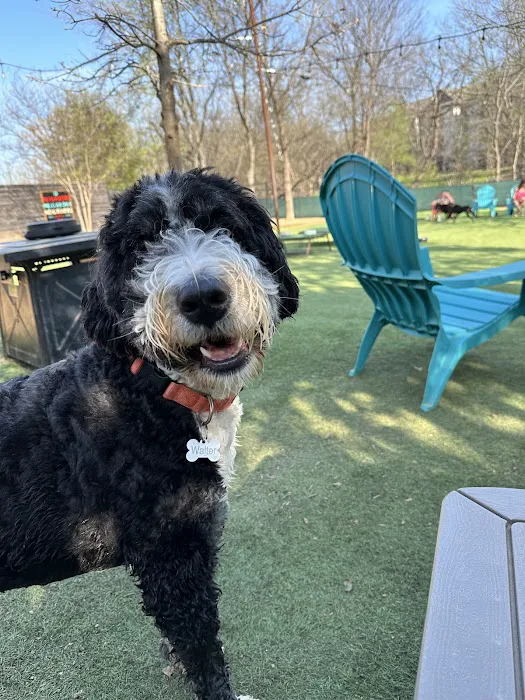 Neighbors Dog Park & Cafe 9