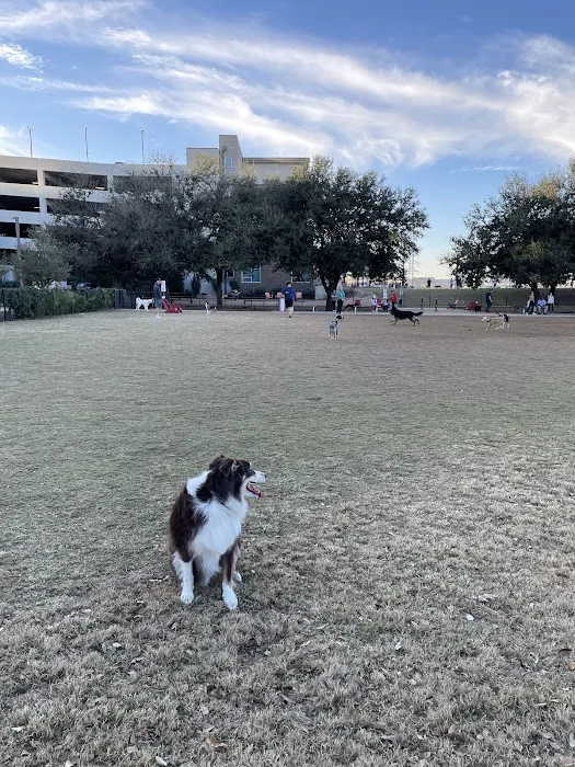 Domain Central Bark 1