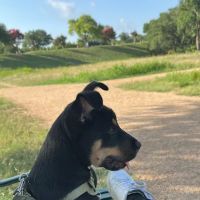Dog park (trial) ico