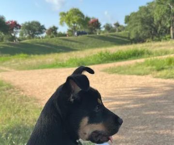 Dog park (trial)