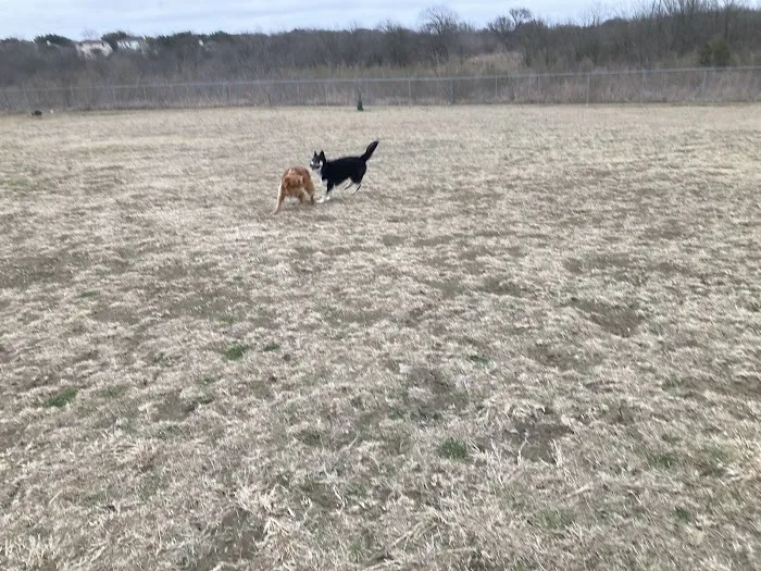 Harris Branch Dog Park 5