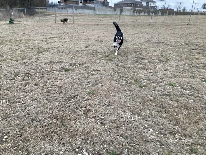 Harris Branch Dog Park 3