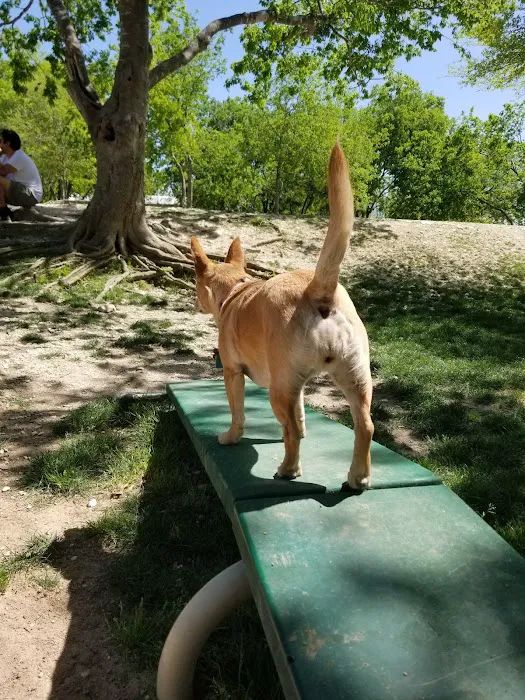 Northtown Dog Park 7