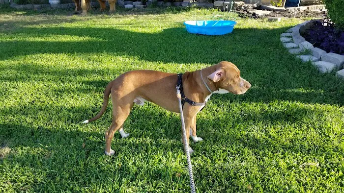 Northtown Dog Park 2