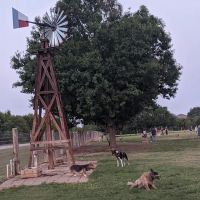 Round Rock Dog Depot ico