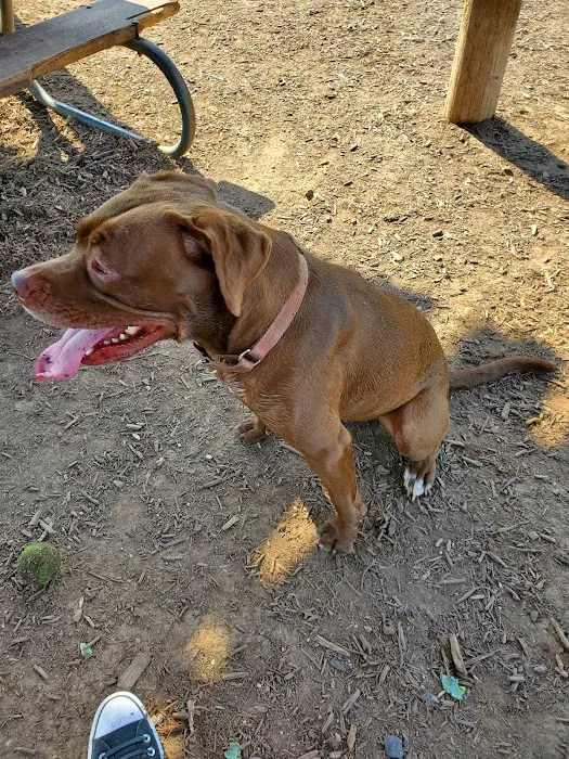Round Rock Dog Depot 10