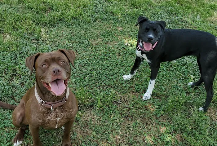 Round Rock Dog Depot 5