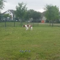 Plum Creek Dog Park ico