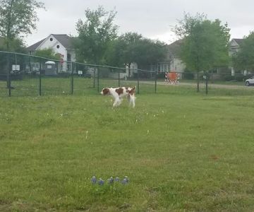Plum Creek Dog Park