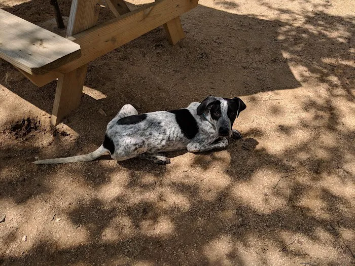 Dog House Drinkery & Dog Park 5