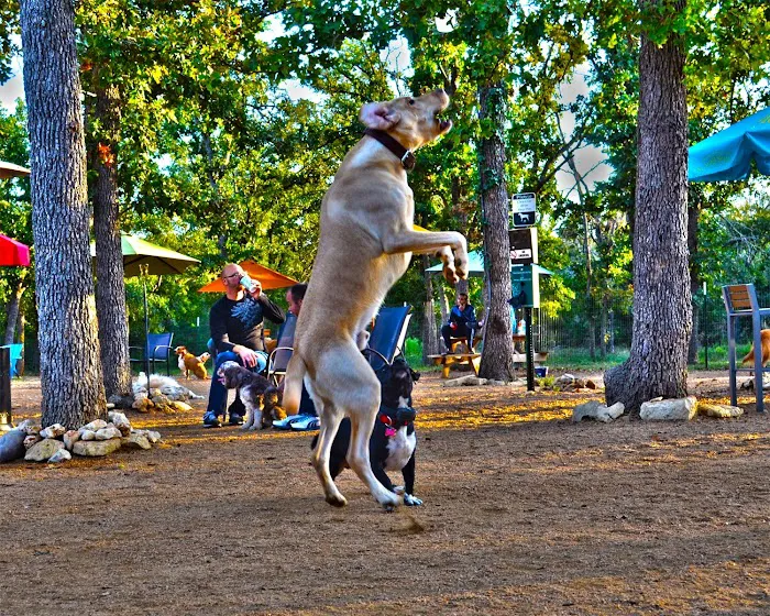 Dog House Drinkery & Dog Park 3