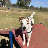 Bark Park ico