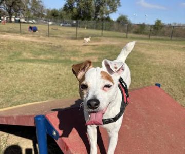 Bark Park