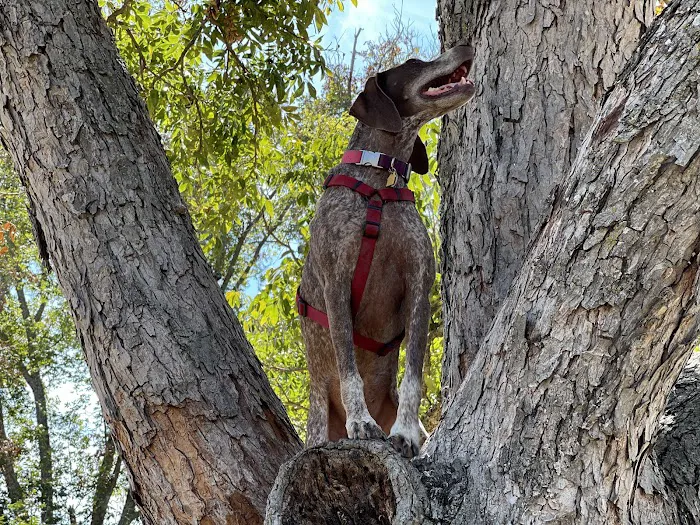 Bark Park 4