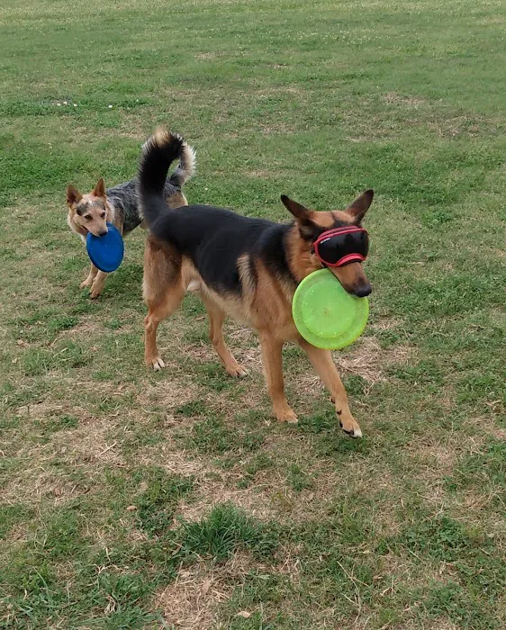 Dog Park 6