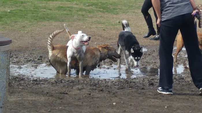 Dog Park 5