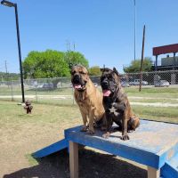 Dog Park ico
