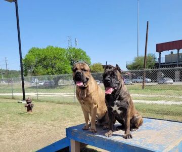 Dog Park