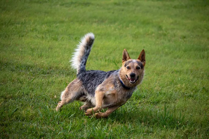 Dog Park 4
