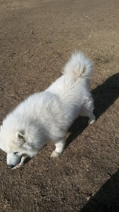 Dog Park 2